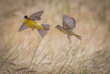 Black-headed buntings Poster och Canvastavla
