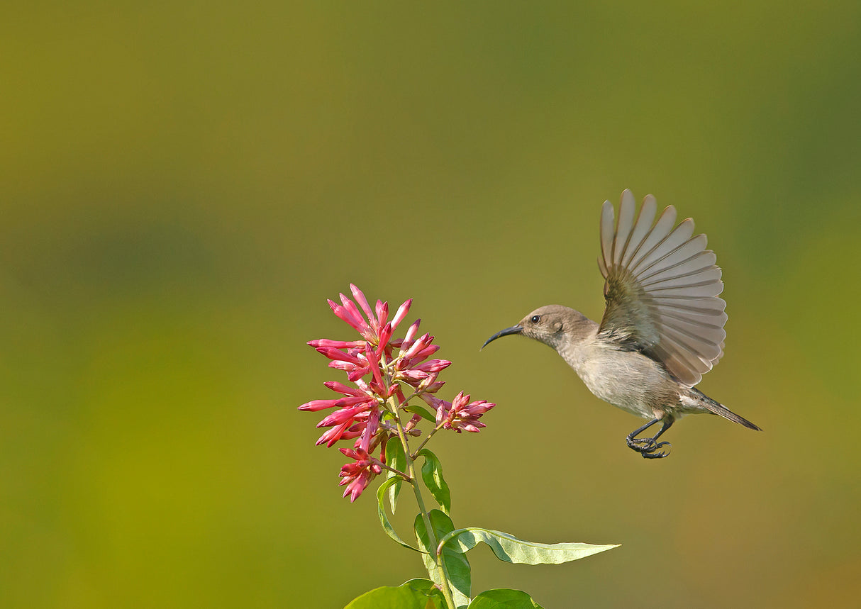 Sunbird Poster och Canvastavla