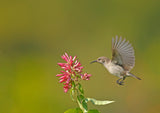 Sunbird Poster och Canvastavla