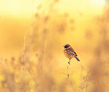 The Golden Hedgerow. Poster och Canvastavla