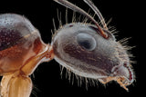 ANT Poster och Canvastavla