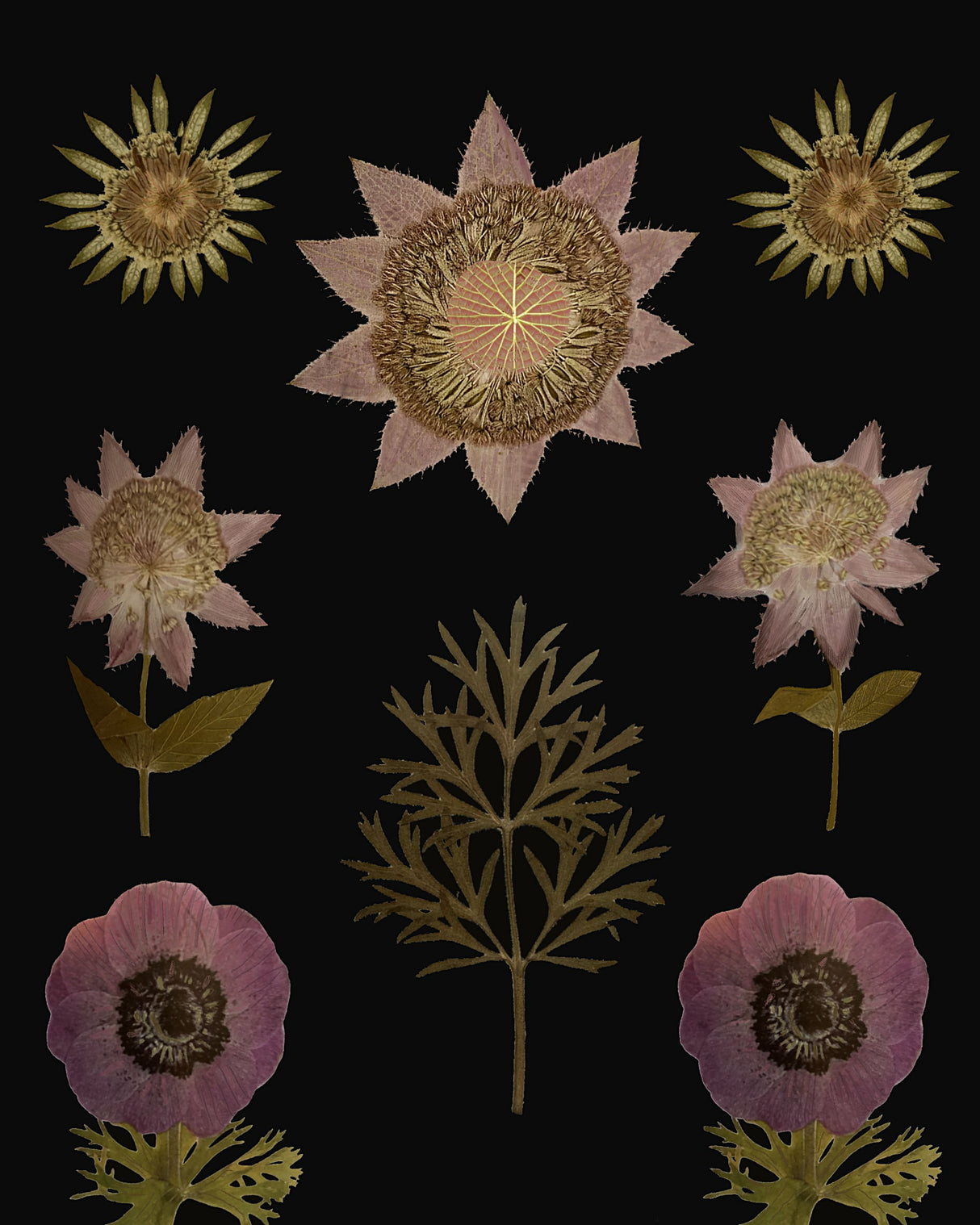 Purple Garden.png Poster och Canvastavla