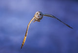 Short-eared Owl Poster och Canvastavla