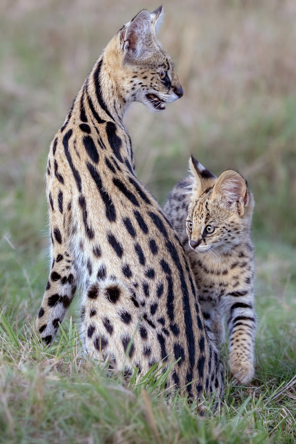 Mother &amp; Cub Poster och Canvastavla