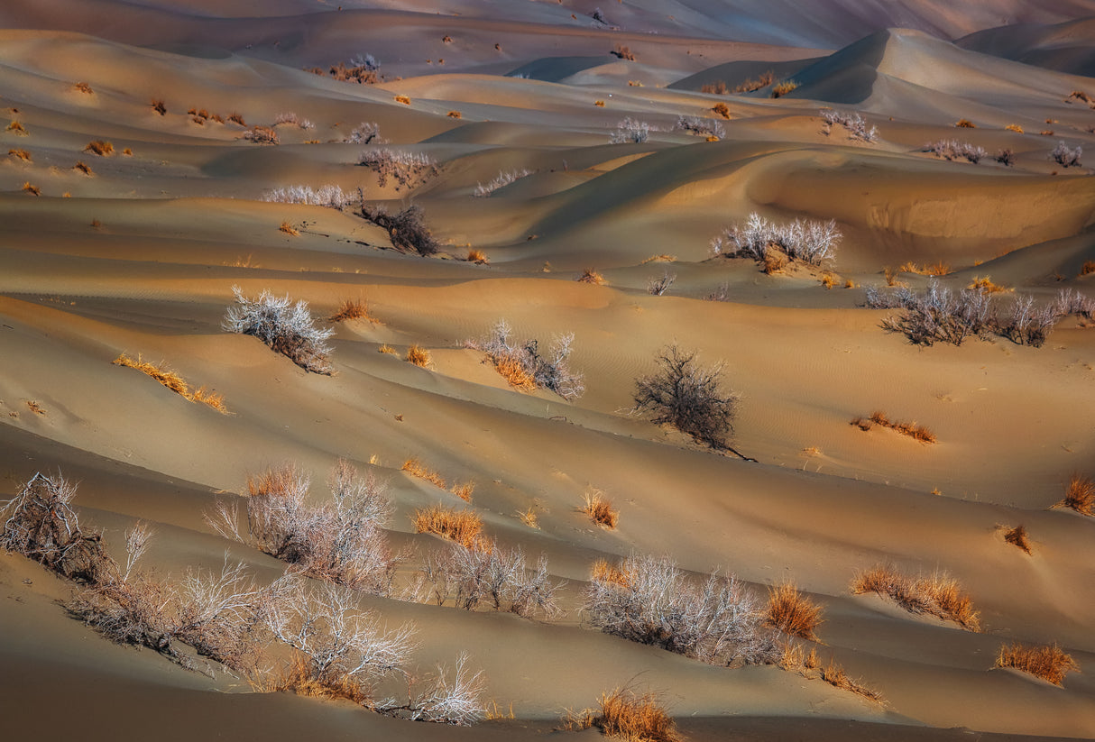 coppice in desert Poster och Canvastavla