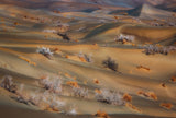coppice in desert Poster och Canvastavla
