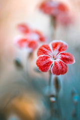 Dianthus Poster och Canvastavla