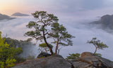 The Tree That Thinks Poster och Canvastavla