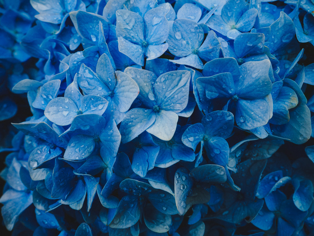 hydrangea Poster och Canvastavla