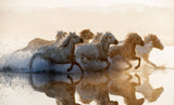 Horses Poster och Canvastavla