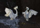 Egret Poster och Canvastavla