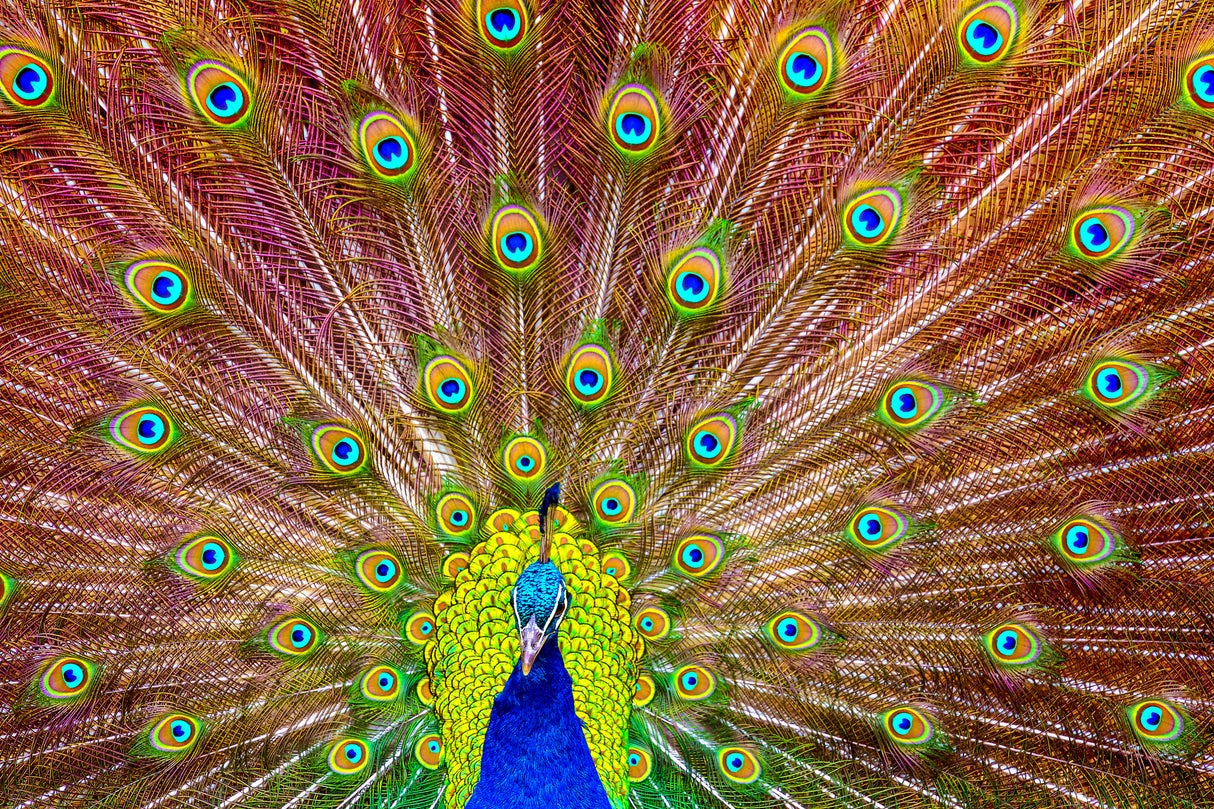 Peacock Poster och Canvastavla