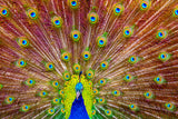 Peacock Poster och Canvastavla