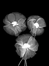 Black and White Delicate Flowers Poster och Canvastavla