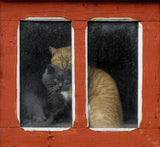 Love Poster och Canvastavla