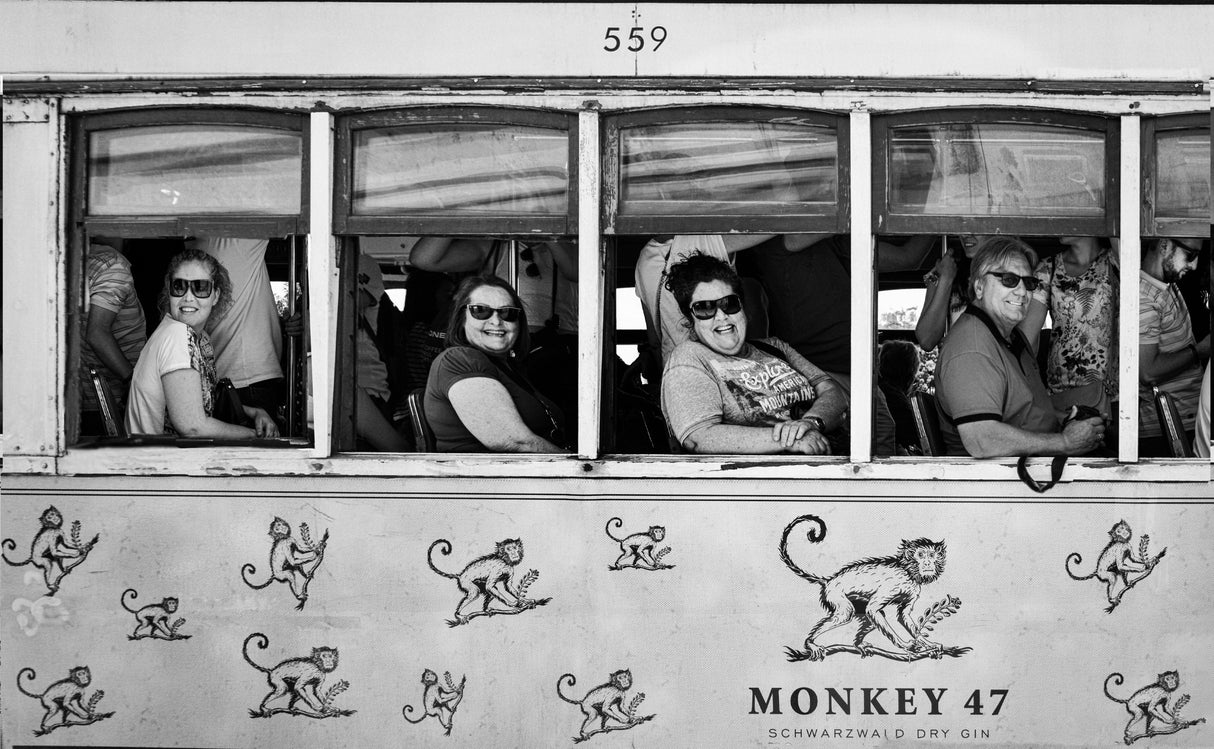Monkeys Poster och Canvastavla