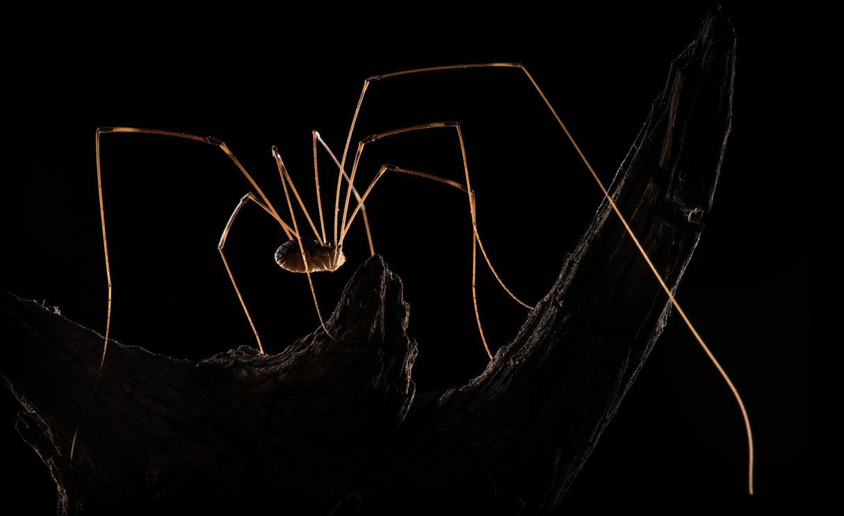 Daddy Longlegs Poster och Canvastavla