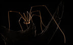 Daddy Longlegs Poster och Canvastavla