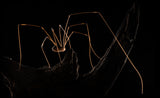 Daddy Longlegs Poster och Canvastavla