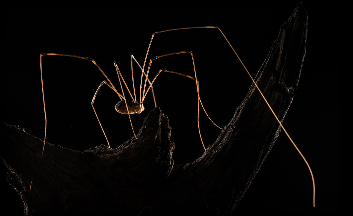 Daddy Longlegs Poster och Canvastavla