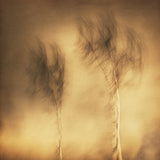 Wind Poster och Canvastavla
