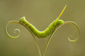Caterpillar and Leaves Poster och Canvastavla