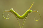 Caterpillar and Leaves Poster och Canvastavla