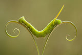 Caterpillar and Leaves Poster och Canvastavla
