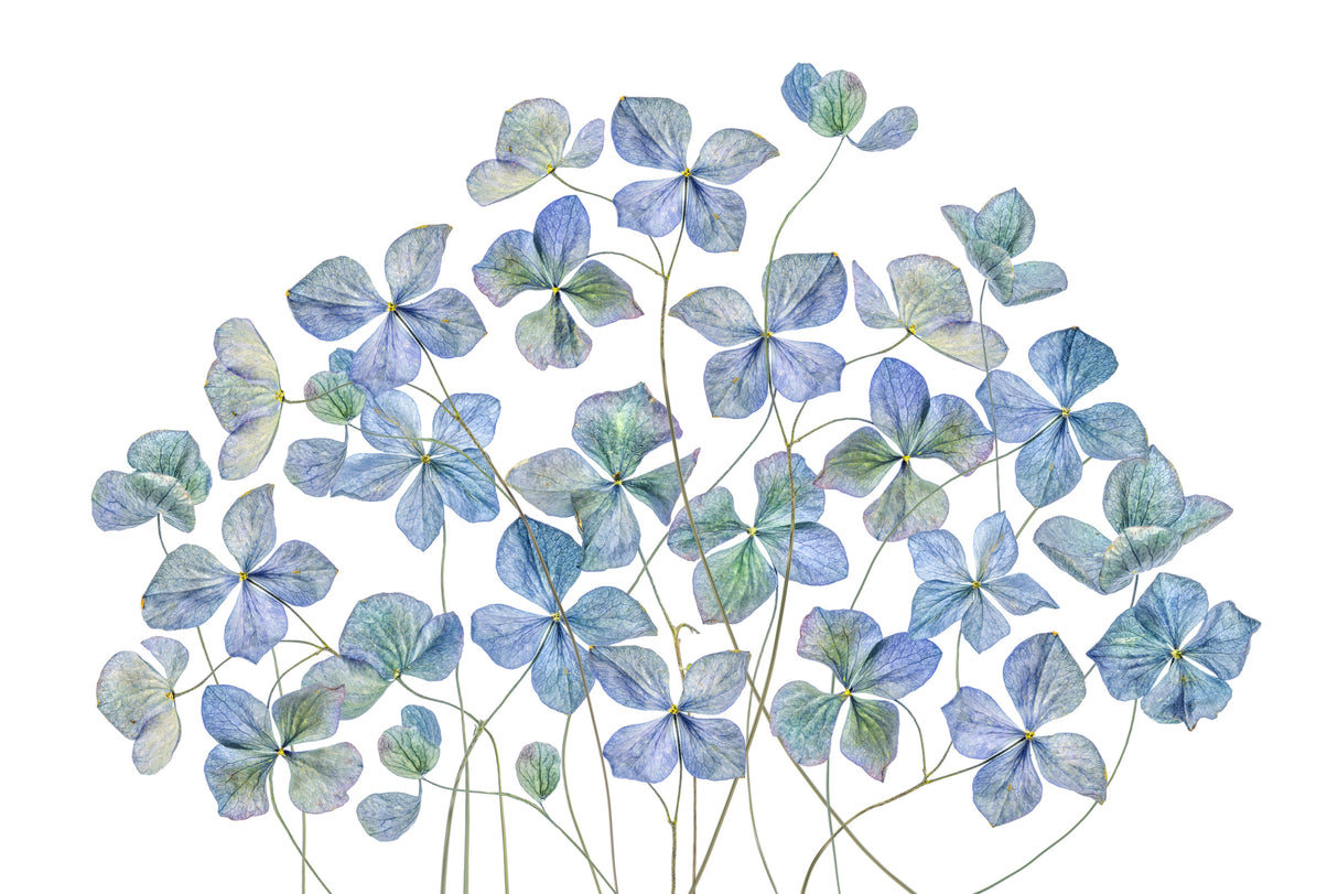 Hydrangea Poster och Canvastavla