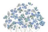Hydrangea Poster och Canvastavla