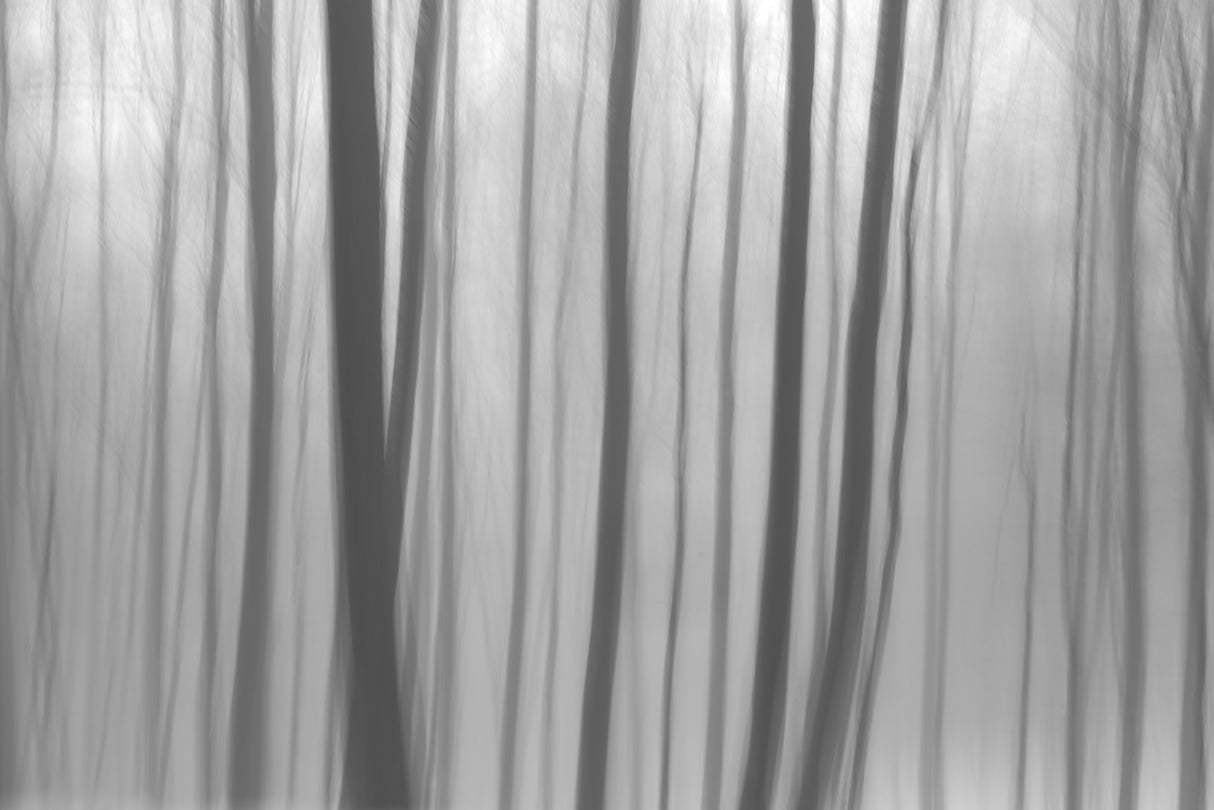Trees In Forest 8 Poster och Canvastavla