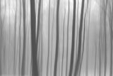 Trees In Forest 8 Poster och Canvastavla