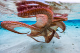 The octopus underside Poster och Canvastavla