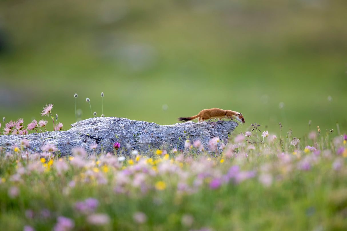 Ermine on patrol Poster och Canvastavla