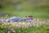 Ermine on patrol Poster och Canvastavla