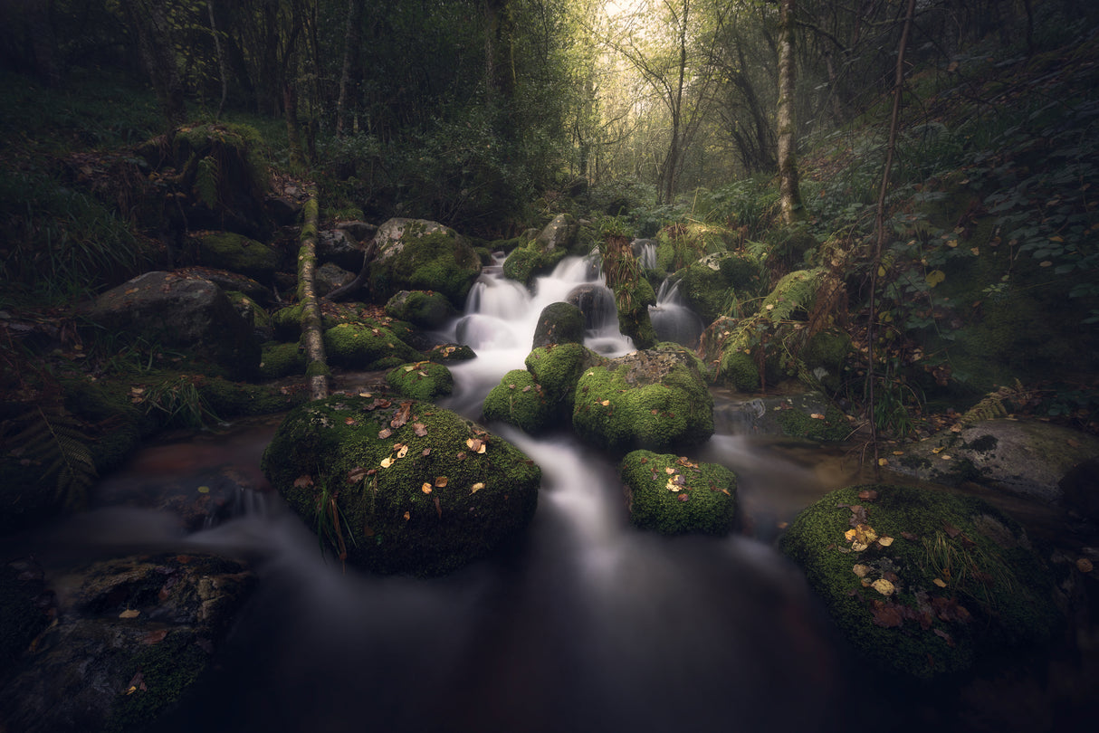 Magical forest Poster och Canvastavla