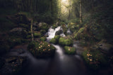 Magical forest Poster och Canvastavla
