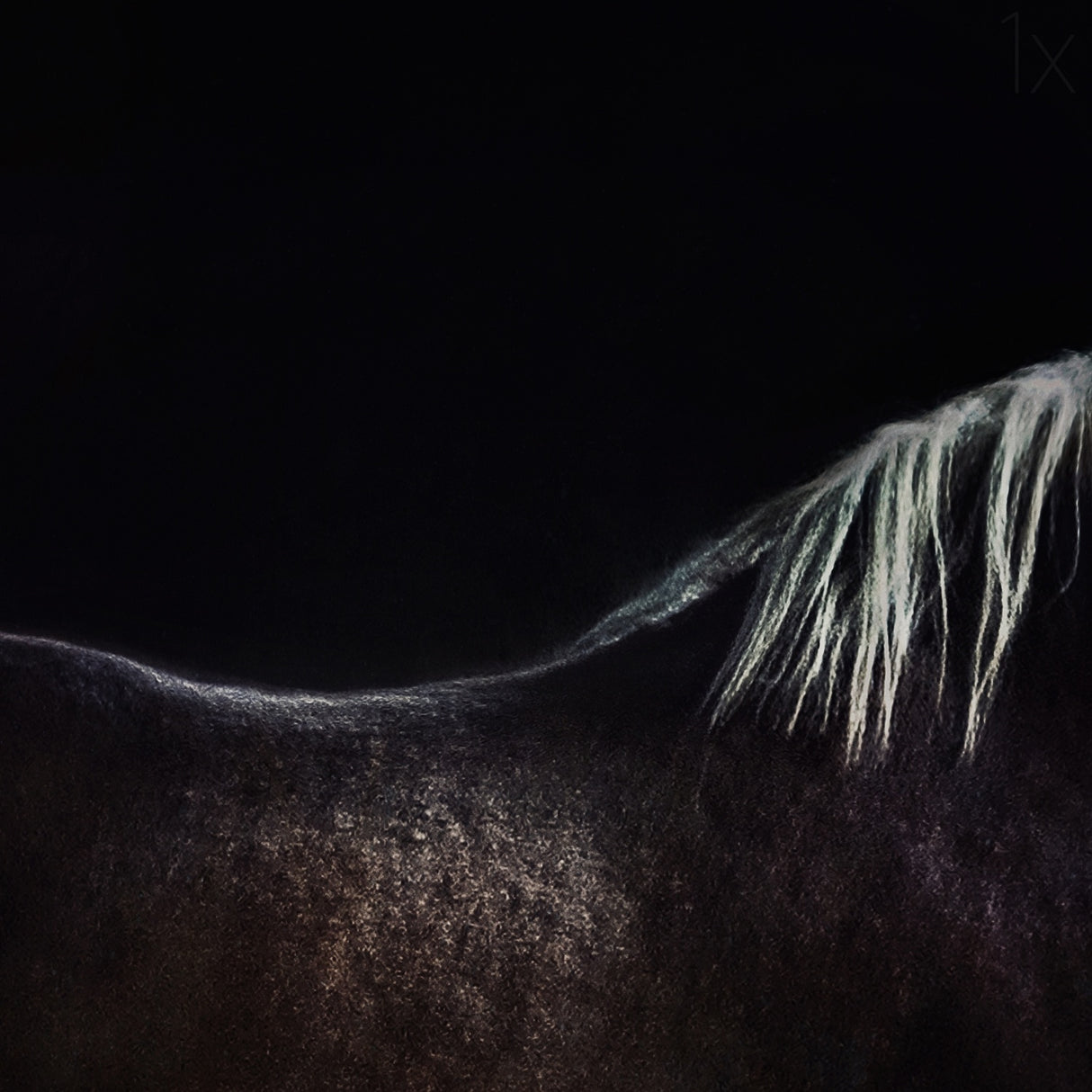 the naked horse Poster och Canvastavla