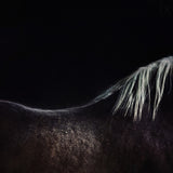 the naked horse Poster och Canvastavla