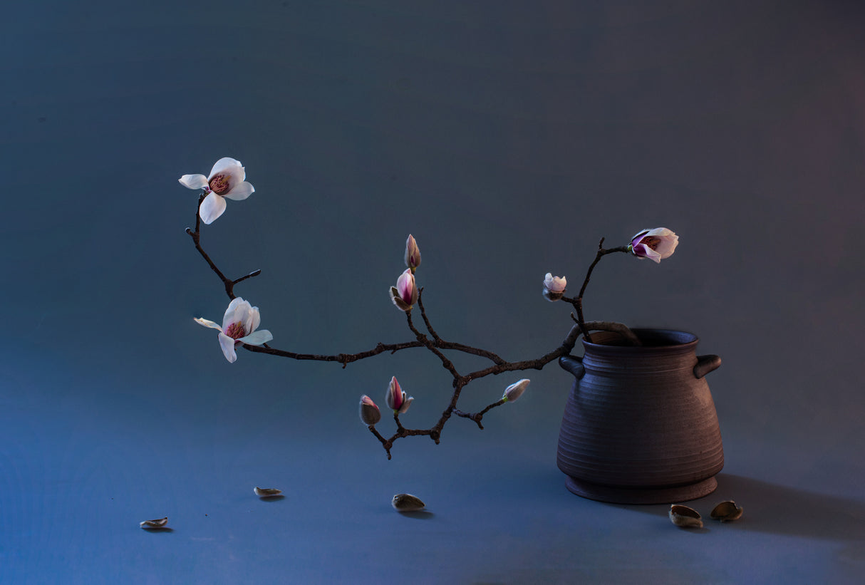Still life Magnolia flowers Poster och Canvastavla
