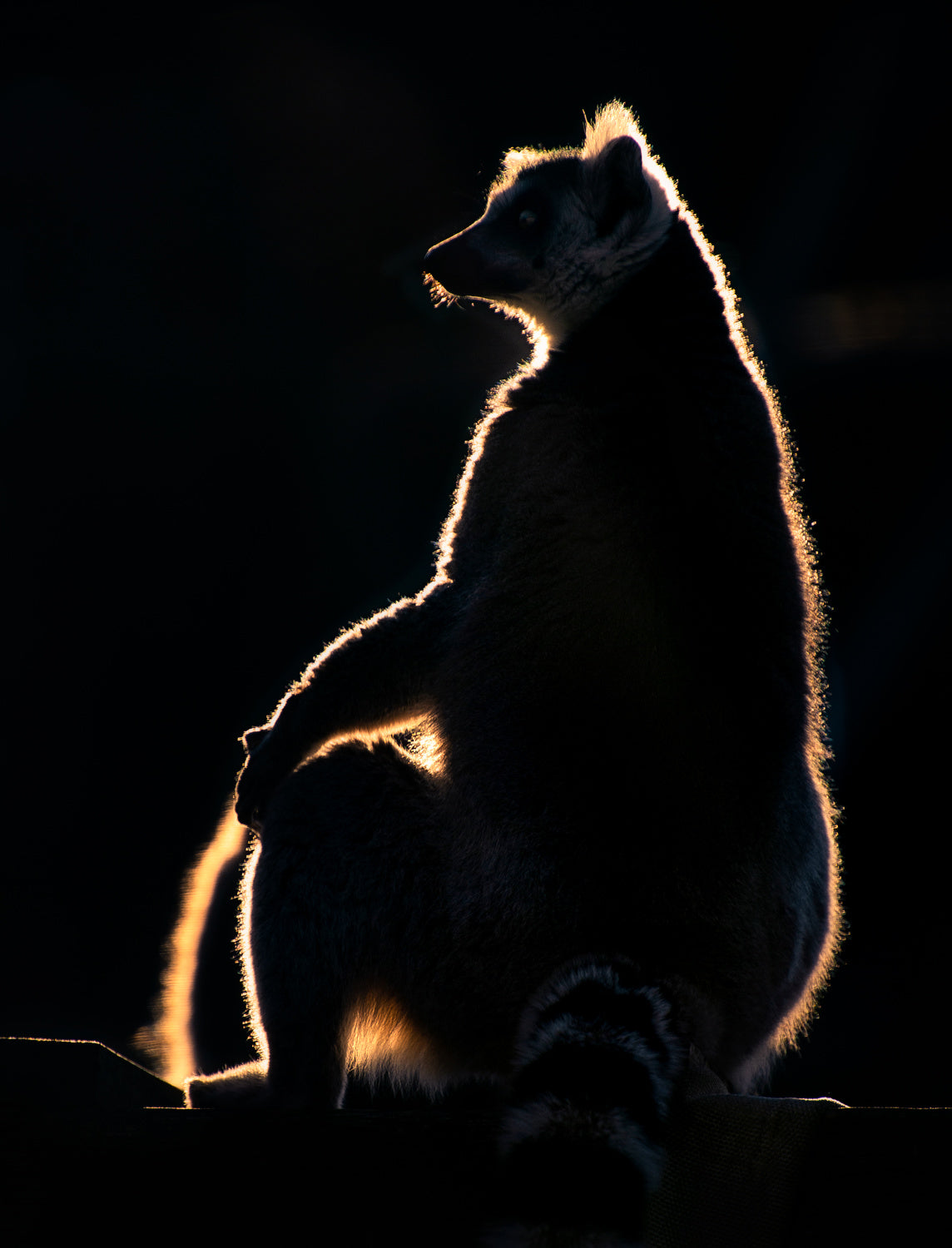 Lemur at sunset Poster och Canvastavla