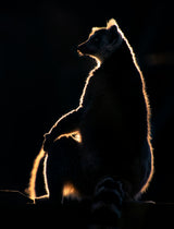 Lemur at sunset Poster och Canvastavla