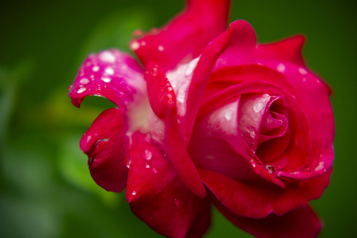 pink rose Poster och Canvastavla