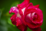 pink rose Poster och Canvastavla