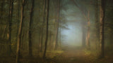 forest pathway Poster och Canvastavla