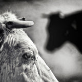 B &amp; W Poster och Canvastavla