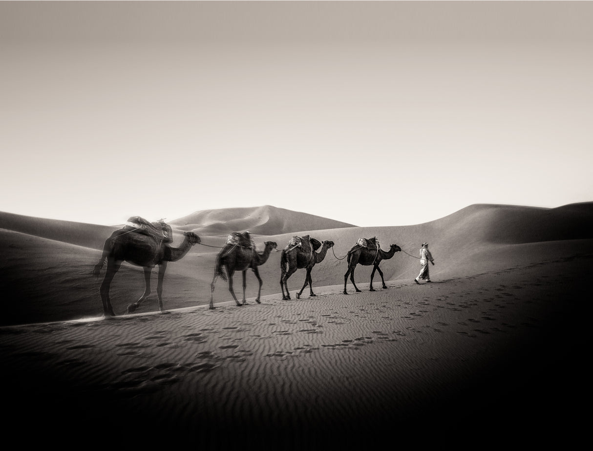 Four Camels Poster och Canvastavla