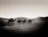 Four Camels Poster och Canvastavla