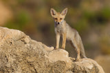 Fox family Poster och Canvastavla