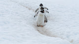 Penguin Highway Poster och Canvastavla